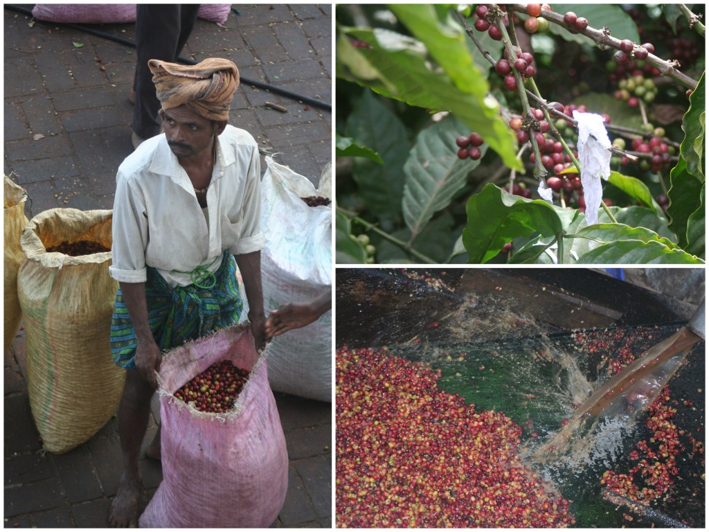 Coffee berries - picked, weighed and washed.