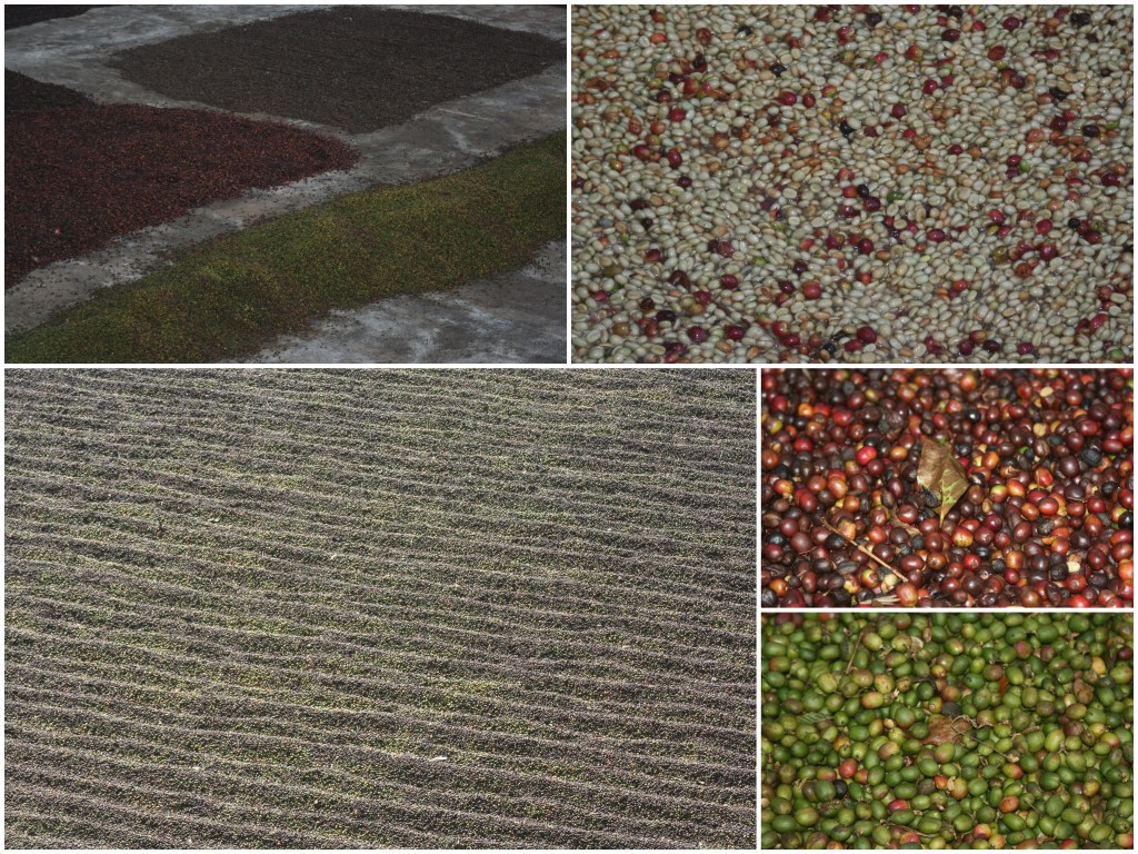 Coffee beans - washed and laid out to dry in the sun.