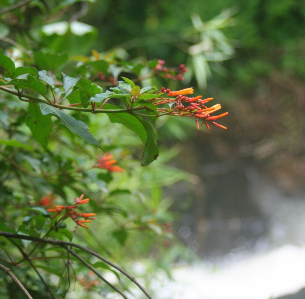 Flora, Harley Estate